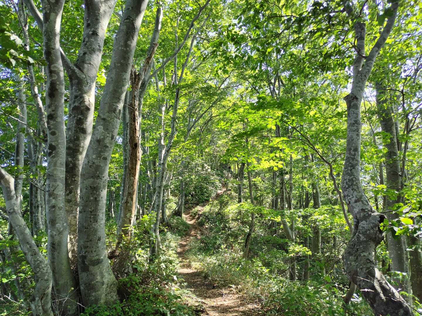 ブナ林には涼しい風がそよそよ
秋ですね🍁