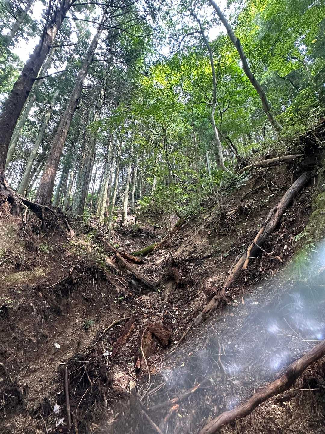 これが登山道とはさすがだぜ白猪山😆