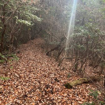 ずっとこんな感じの落ち葉🍂ふかふかトンネル道。楽しい♡
