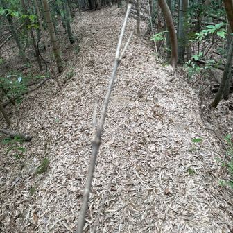 本日の闇(≒蜘蛛の巣🕸️)を祓う聖剣、ではなく魔槍ゲイボルグ。対象を引き裂いて倒すケルト神話上最強最恐の槍です、ホンモノは。
今日は蜘蛛の巣しか引き裂いてません😅