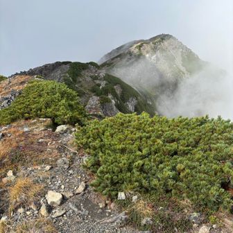 お次は小赤石岳へ
