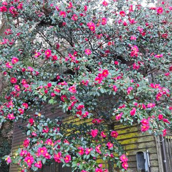 今年も宜しくお願いします。
