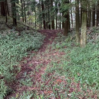 車道のカーブの芝生の所から登山口があった｡看板などはなし｡