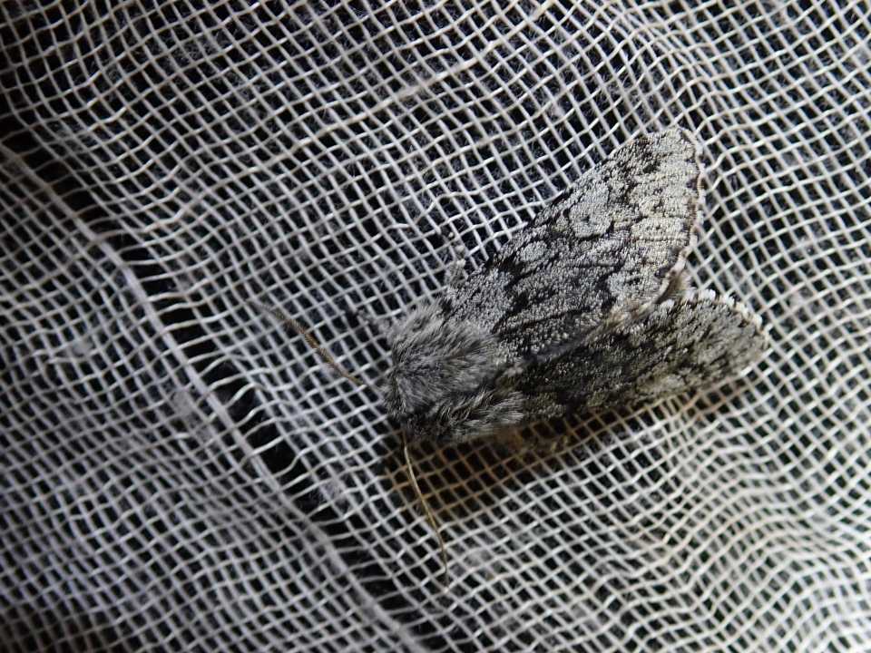 3年前の今ごろ、長野の山で見た昆虫たちで / 栗鼠さんのモーメント