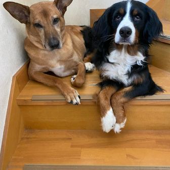 しょこはるママ