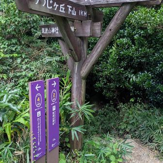 今日は素直に