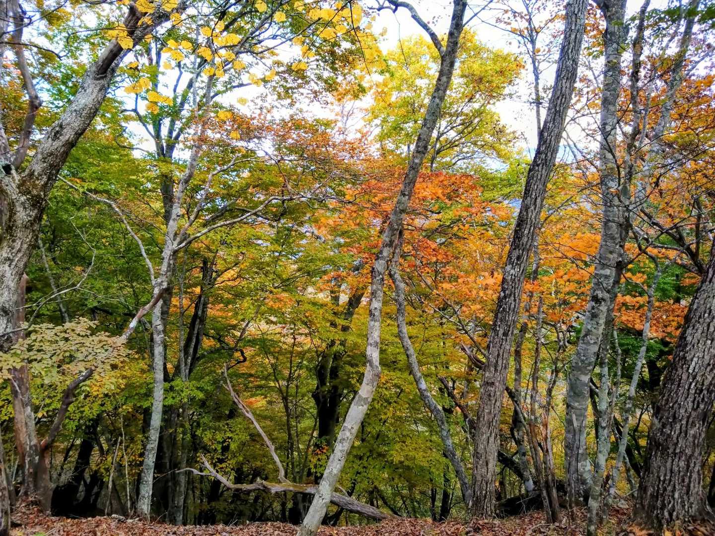 キレイだ〜🍁