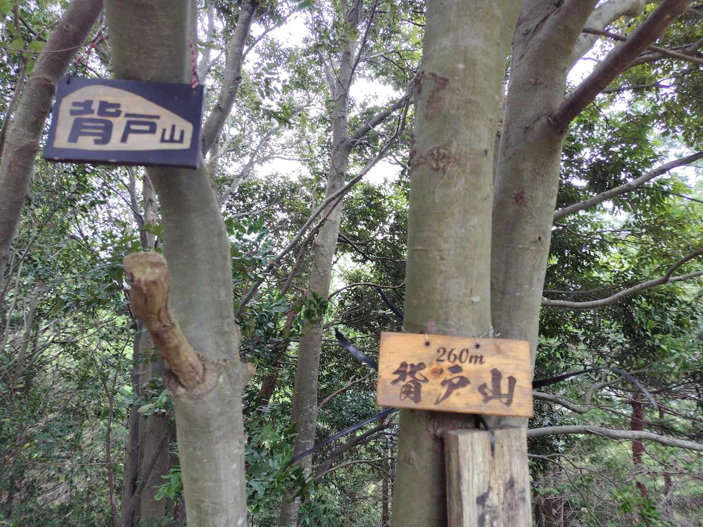 背戸山、周回ルートから分岐してピストンなんですが、道は結構荒れてます。