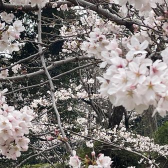 下の方はお花もりもり