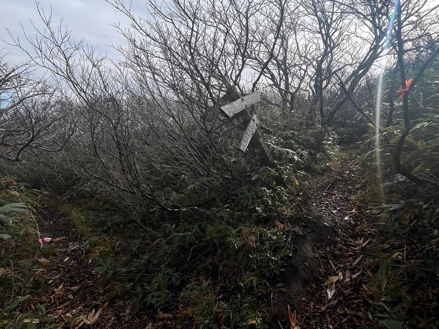 分岐