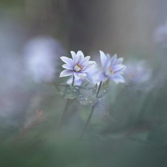 ゆきわりいちげ