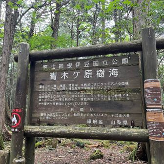お次は富岳風穴へ。

西湖・精進湖・本栖湖に広がる原生林を青木ヶ原樹海というのですね👀
