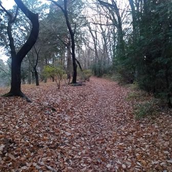 落ち葉の道を歩いていくと…🍂