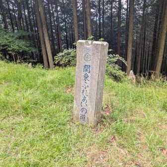 車道歩けば少しの起伏で済むのに、いちいち山道に誘導してくるんよこの石柱