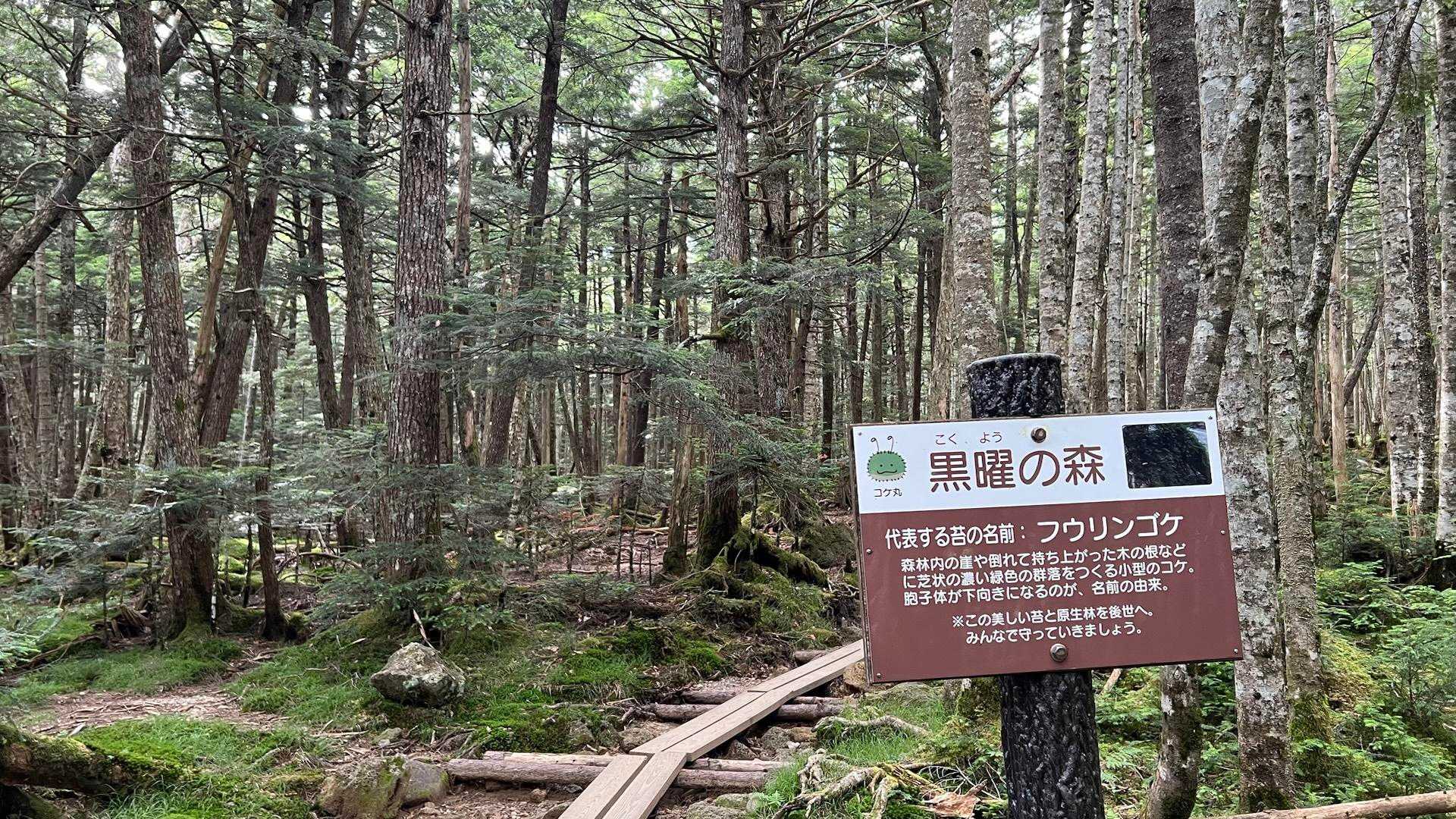 美しい北八ヶ岳の池、森、岩。ご褒美は揚げパンとかぼちゃプリンの写真