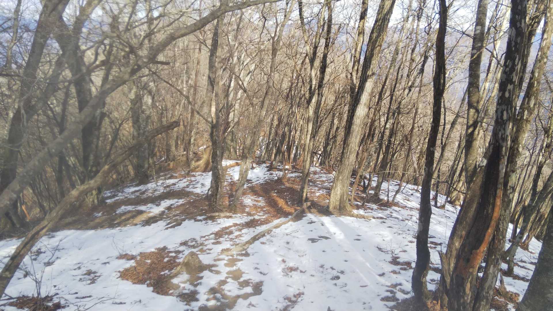 山頂に近づくと雪が残ってました。ザクザクしてたので用意してきたチェーンスパイクは使わず。