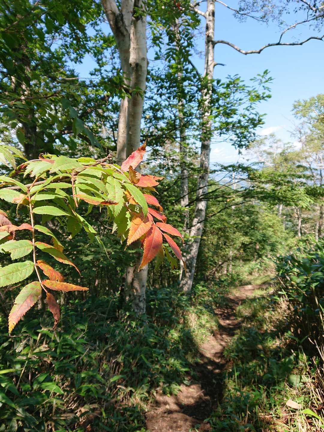 🍁