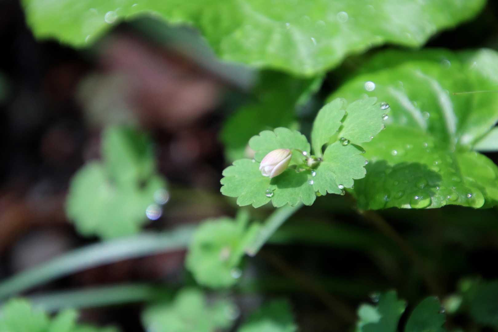 トウゴクサバノオ
開いてるのないかなぁ(´∀｀)
めちゃ好きな花
