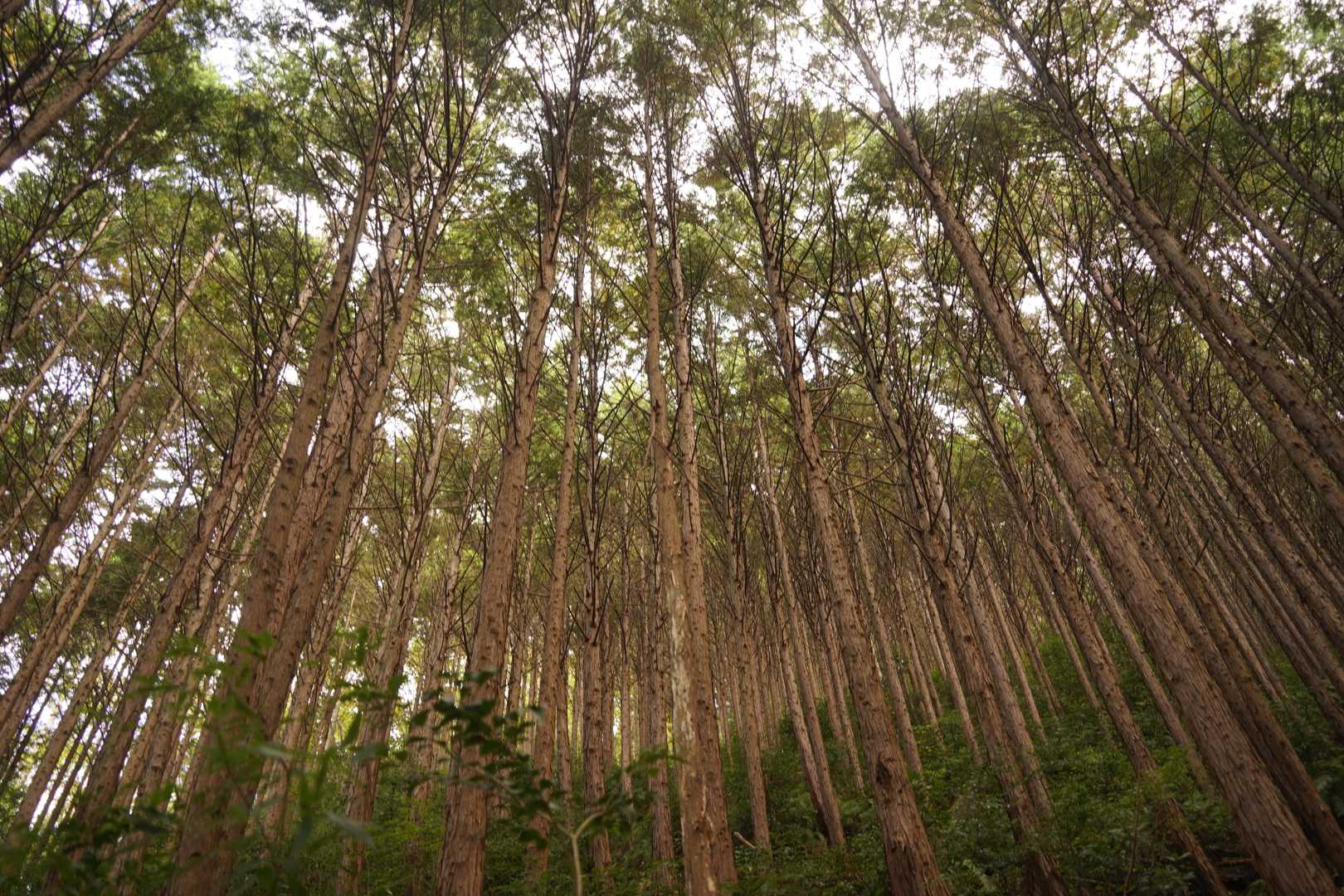 岩湧山の土の道。めっちゃ好き