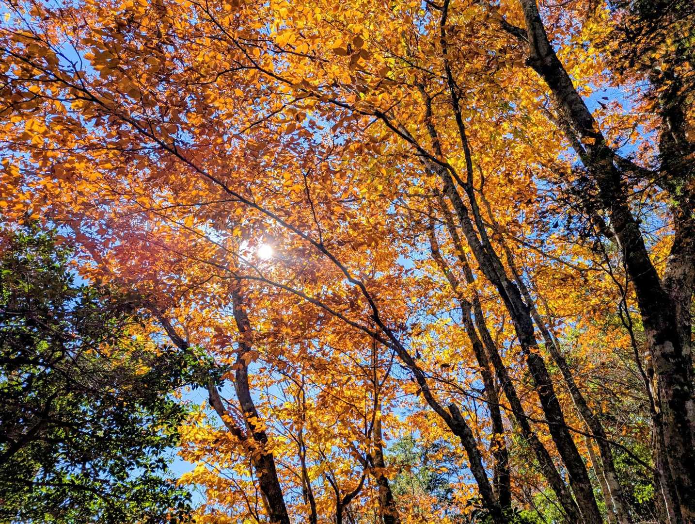 植林を抜けるとブナ、ヒメシャラの自然林が現れます
今日一の紅葉🍁