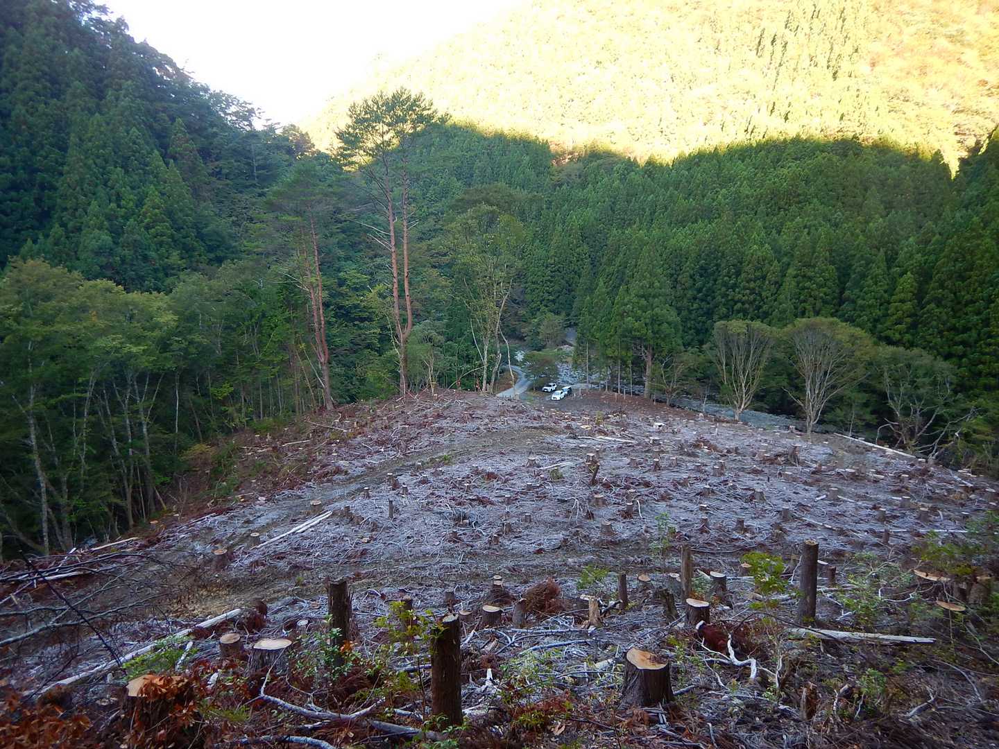伐採後からスタート地点を見下ろします