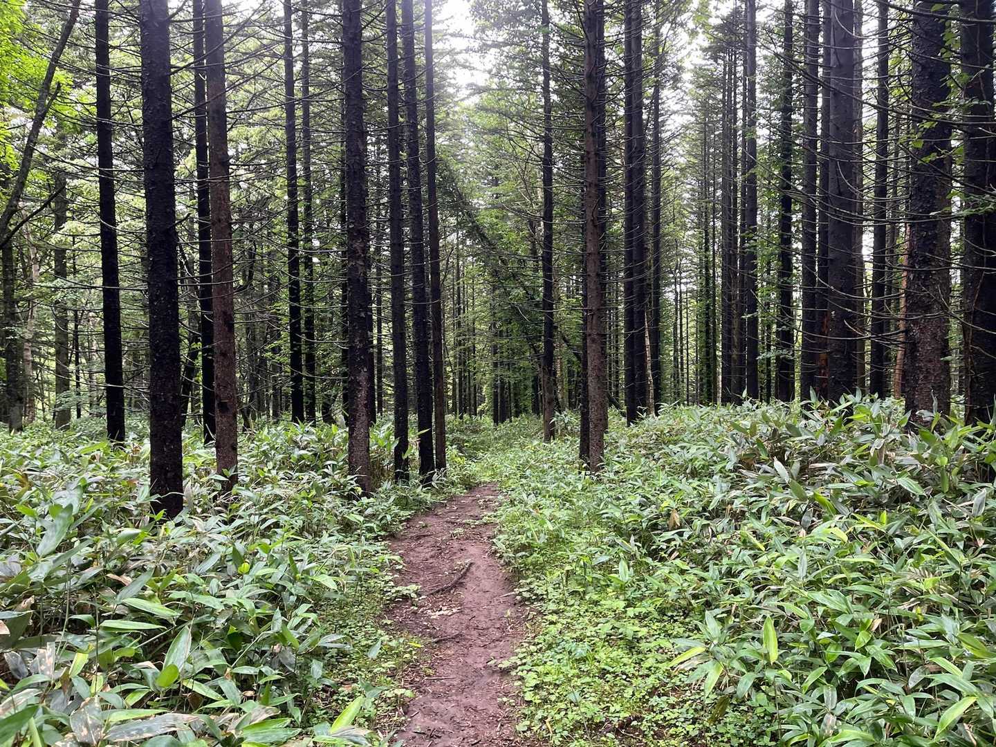 登山道は今日も滑りました〜