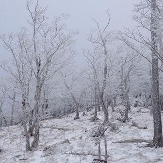 やっぱり標高上げるとモノクロ😞