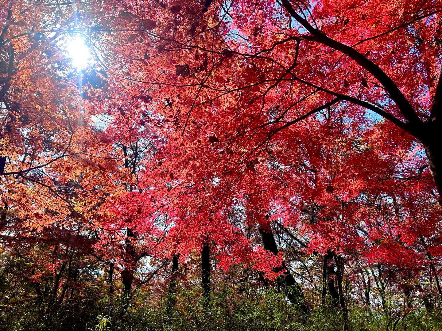 天神山入口-天神山 往復コースの写真