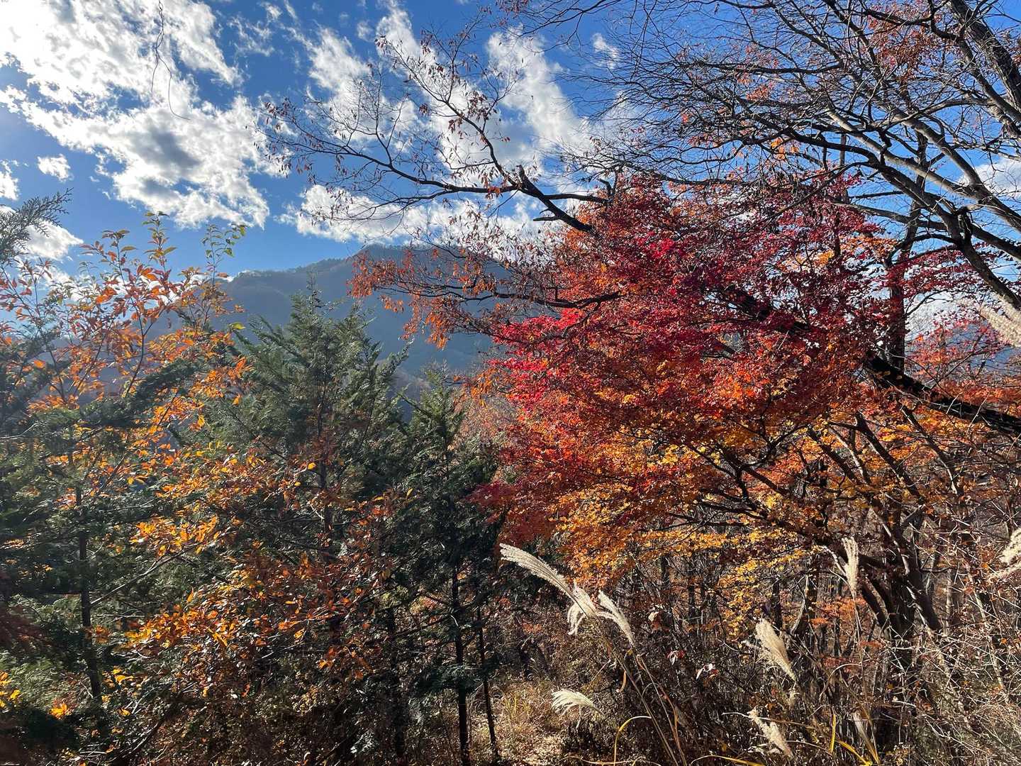 高川山と紅葉🍁
あそこから降りてきたんだ😂