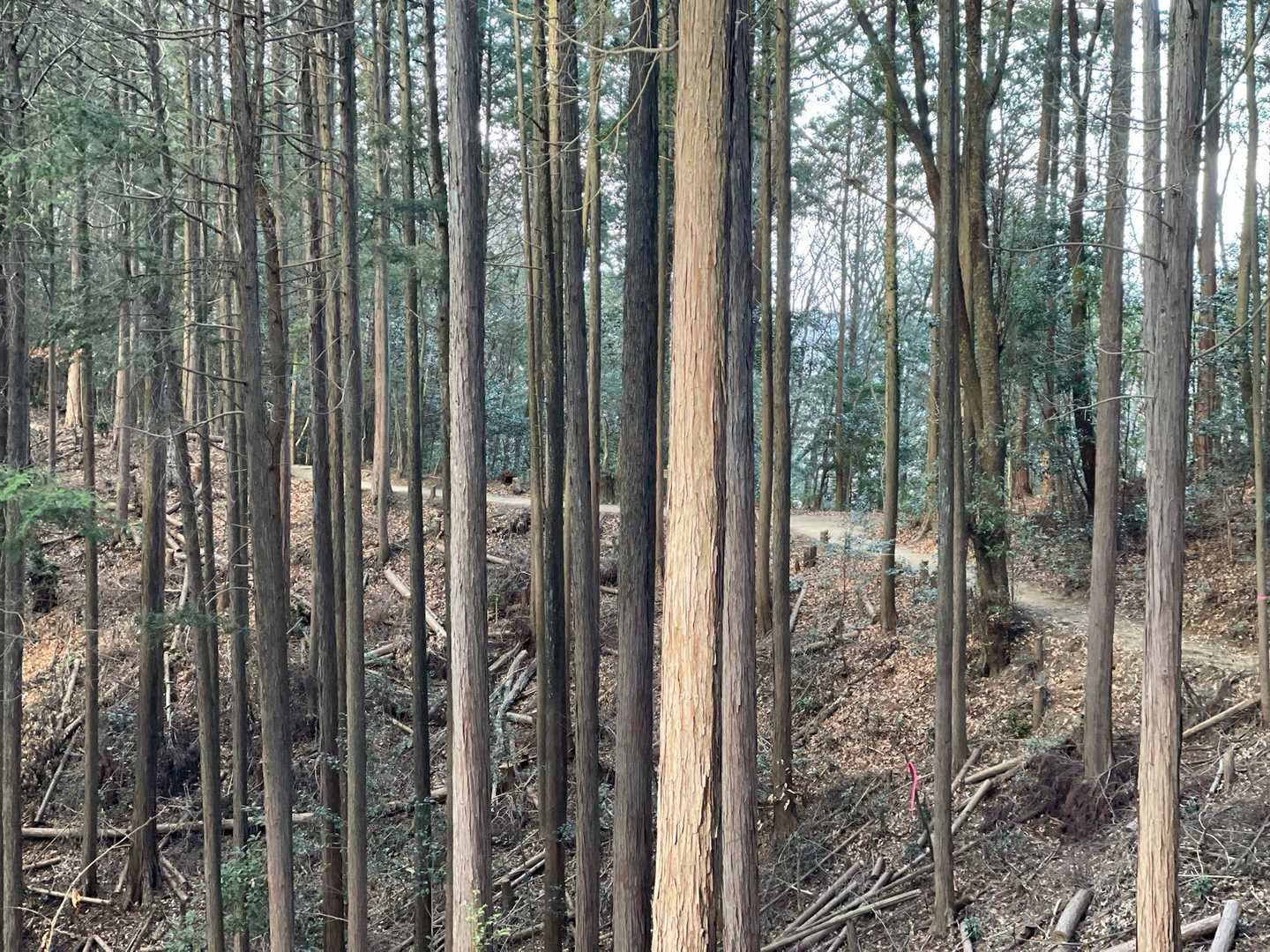 木林が伐採されたことで見通しが良くなった登山道