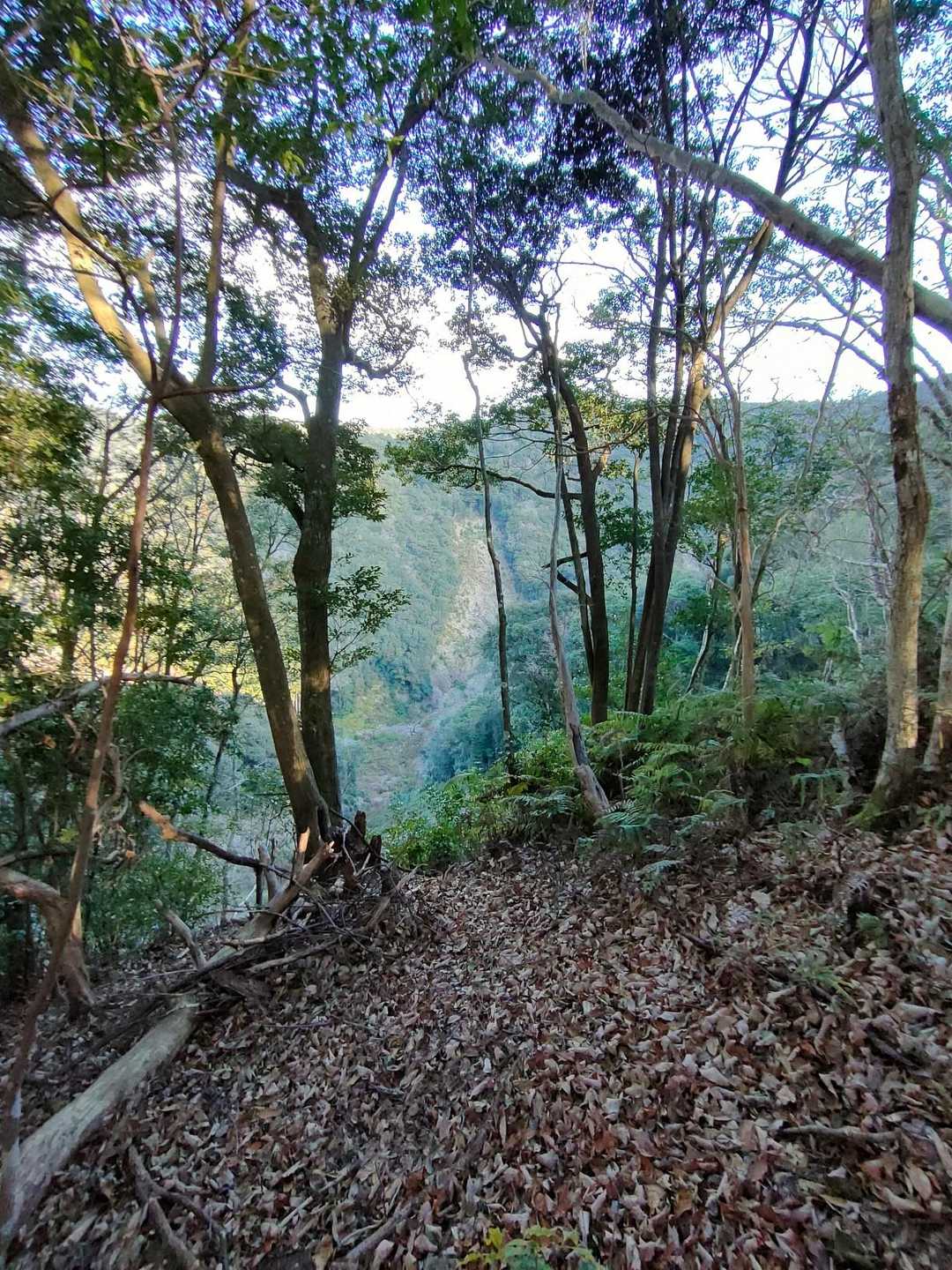 大河内山登山口-大河内山-有地山 周回コースの写真