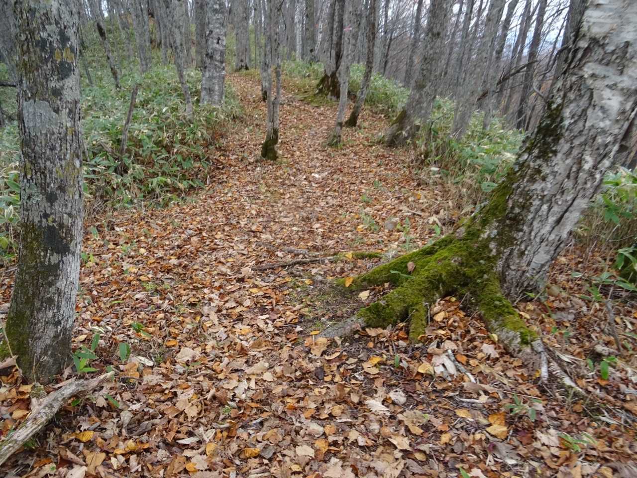 落ち葉で覆われた登山道🍁🍁🍁