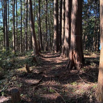 南沢山。平坦なピーク。