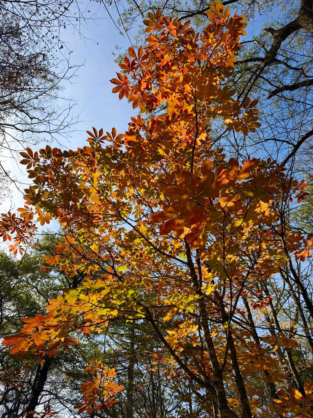 紅葉を見ながら