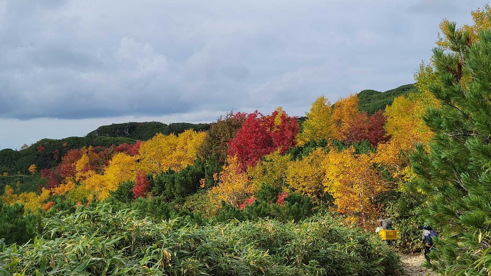凌雲閣から三段山分岐の間も見頃ですよ🍁🍁🍁✨