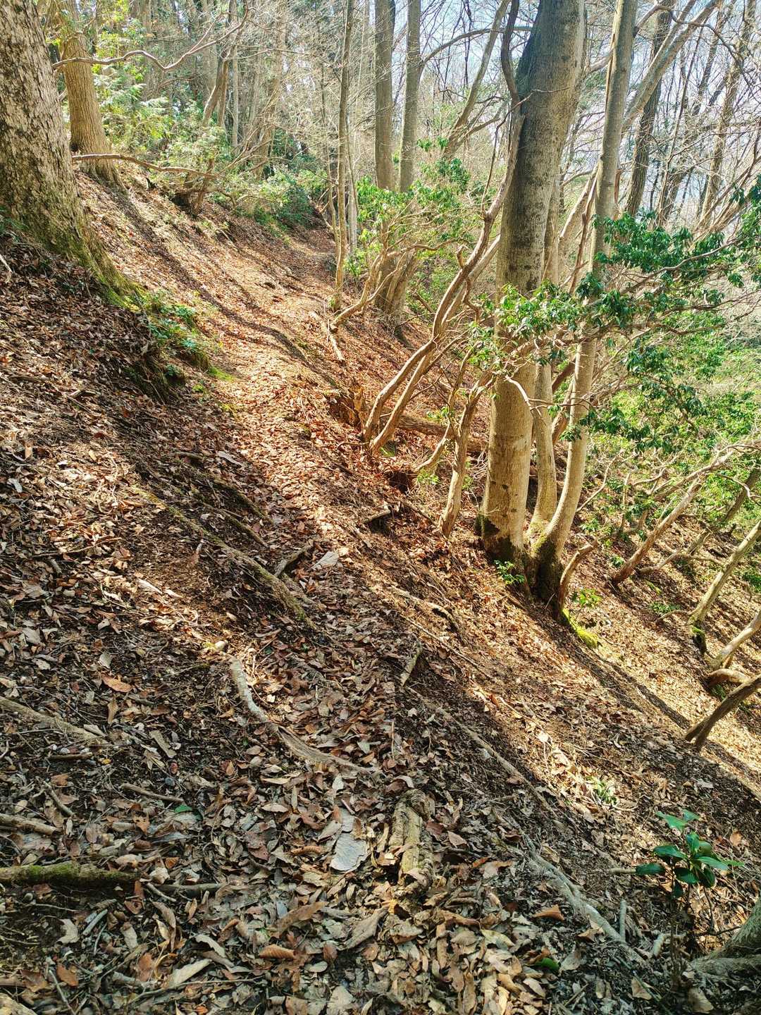 ピストンで下山しました↘️

右側が急斜面で幅の狭い道を葉っぱで滑り落ちないよう慎重に歩きました🚶