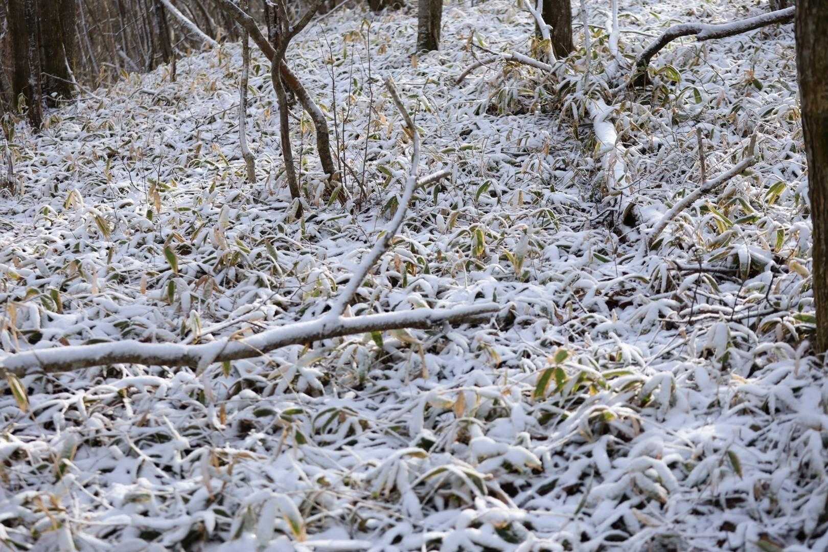 中央コース登山口-氷上山 縦走コースの写真