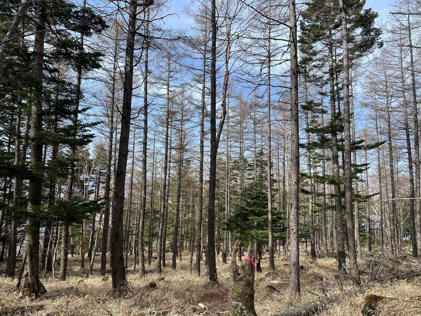 勝手に命名・森の広場
爽やかな朝がやってきました。

今日はヒメスミレサイシンにも出会えたらと、この一帯を探していましたが見つからず