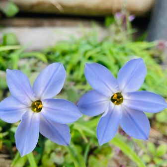 この花の名前はハナニラ（花韮）です。﻿
学名: Ipheion uniflorum（イフェイオン・ユニフロルム）といいます。﻿
別名: イフェイオン、スプリングスターフラワー、ベツレヘムの星などとも呼ばれます。﻿
特徴:
春（3月〜4月頃）に星型の青紫色の花を咲かせます。﻿
葉や茎、球根を傷つけると、名前の通りニラのようなにおいがするのが特徴です。﻿
南アメリカ原産の球根性多年草で、非常に丈夫な花です。﻿
食用となるニラ（野菜）とは別種であり、食べることはできません。﻿

Google先生調べ