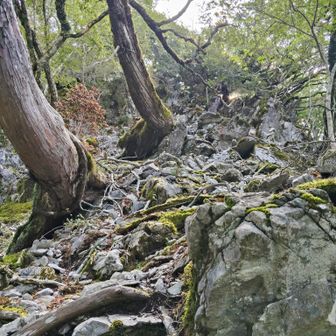 気を張るこんな登山道が多い。
足の置き場所に困る。