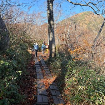 だいぶ葉は落ちてしまっていましたがそれでも
ひんやり冷たい風を浴びながら秋を感じて気持ちよく歩けました😊
ただ、霜が溶けたあとなのか地面がぬかるんでいたり、木道が濡れていて
滑りやすかったので注意しながら歩きました。