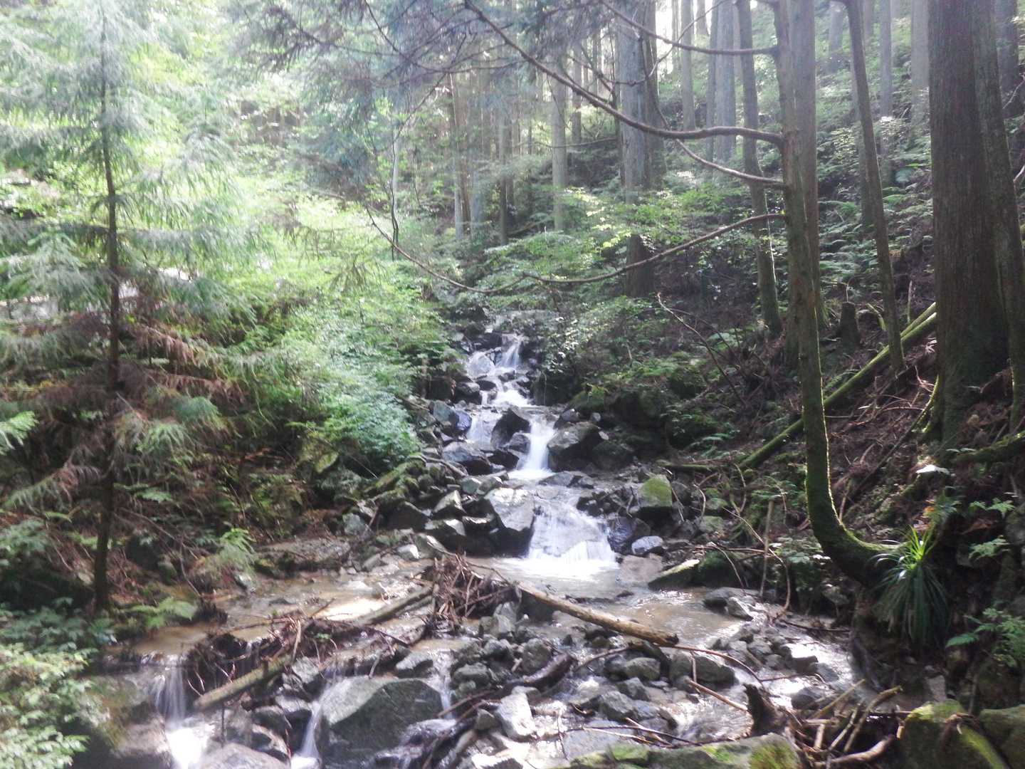千早本道登山口-金剛山-金剛山山頂売店-転法輪寺-金剛山葛 縦走コースの写真