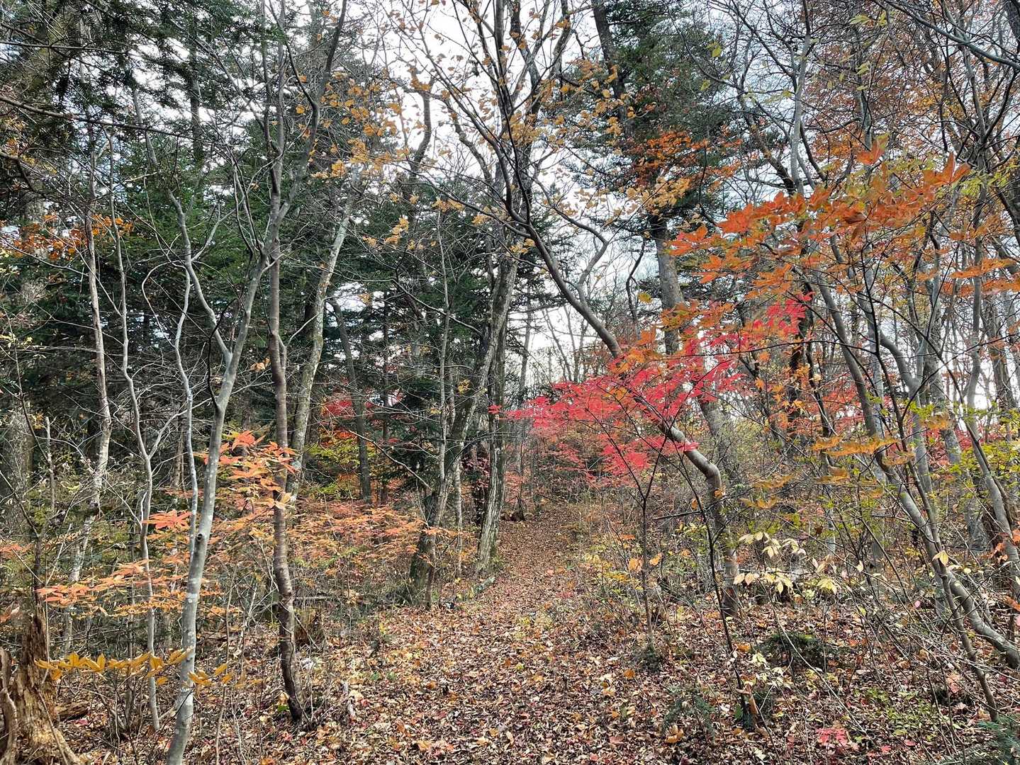 西風蕃山-萱ヶ崎山 往復コースの写真