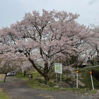 やっぱり桜はいいですね🌸
