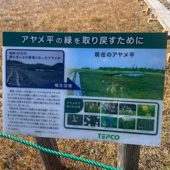 あっという間にアヤメ平にとうちゃこ🎶
なんと、アヤメ平にはこんな残念な過去があったんですね😓
てか、「湿原を自由に歩きまわる…」って、🫏🦌なの？池塘に落ちてしまえ‼︎😩