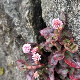 熊野古道 小辺路 ヒメツルソバ