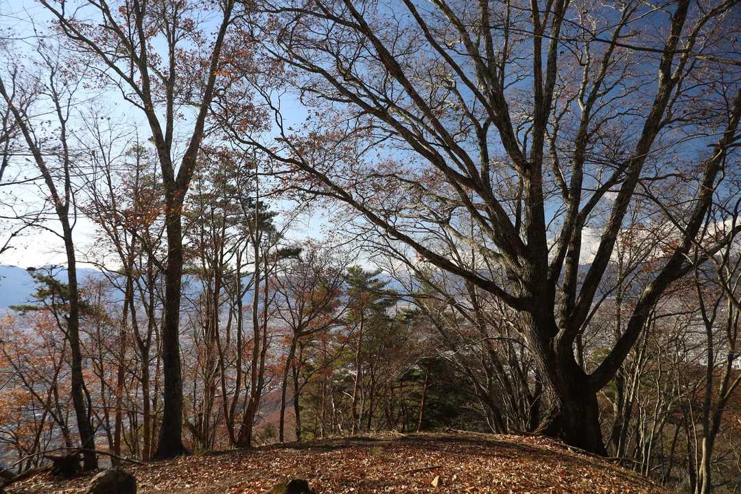 木々の合間から展望