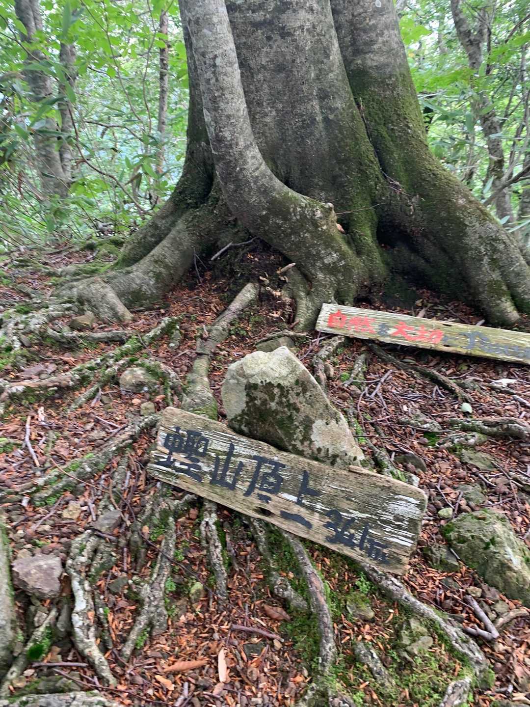 白神岳登山口-旧登山口-蟶山 往復コースの写真