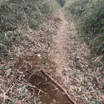 イノシシの掘り返した穴があちこちに🐗