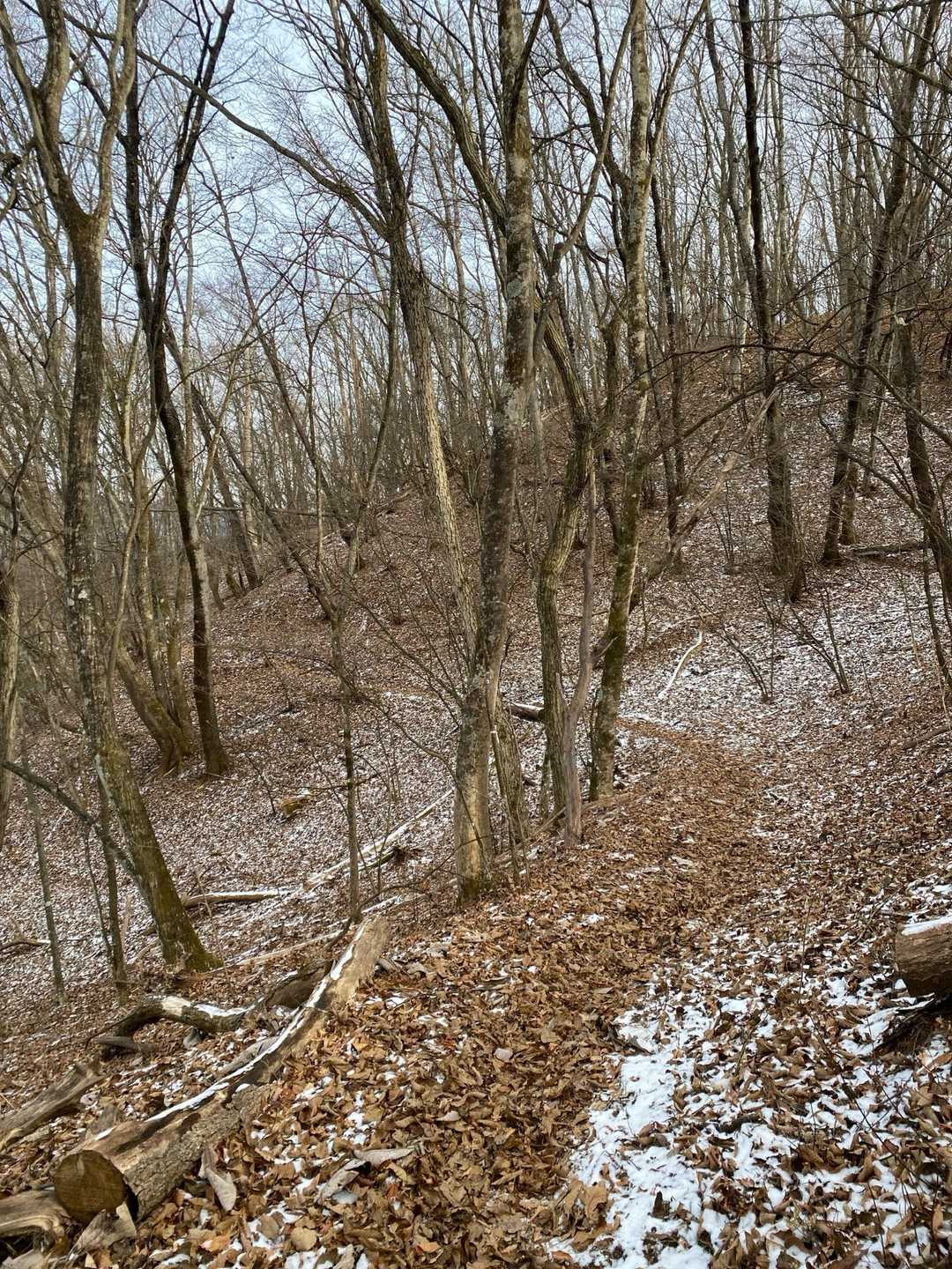 またの機会に、と笹尾根には進まず
仲の平バス停に向かって下山中です